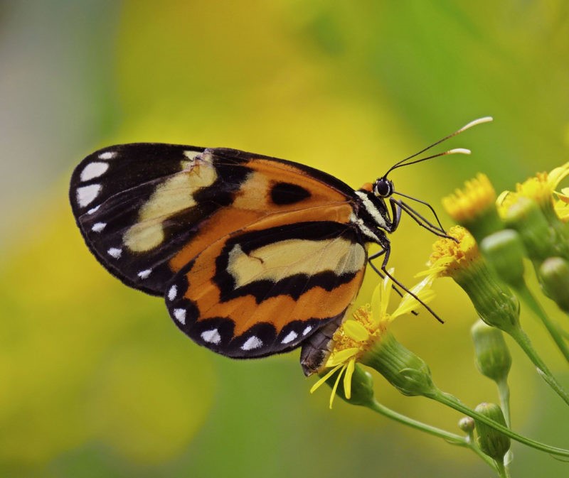 Um simples bater de asas…