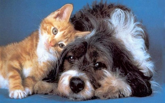 «EM VEZ DE FILHOS, AS PESSOAS QUEREM CÃES E GATOS», AFIRMOU O PAPA FRANCISCO