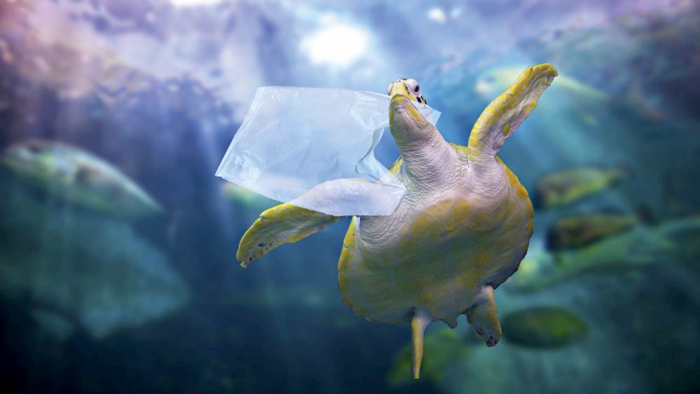 Arte reciclada alerta para a poluição oceânica